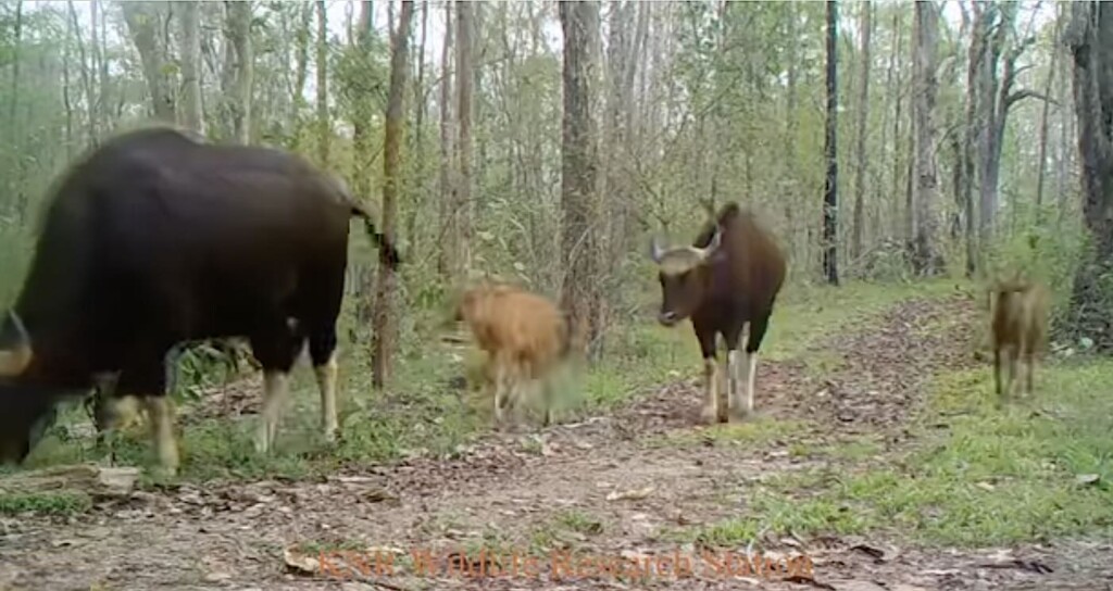 Trail Cams Leave Park Officials Elated As Rare Gaur Seen Thriving In Forest–World’s Largest Bovine