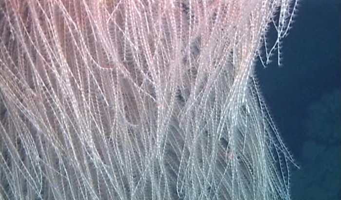 &lsquo;Hairy&rsquo; Deep-Sea Coral Species Newly Discovered Is Named After Chewbacca