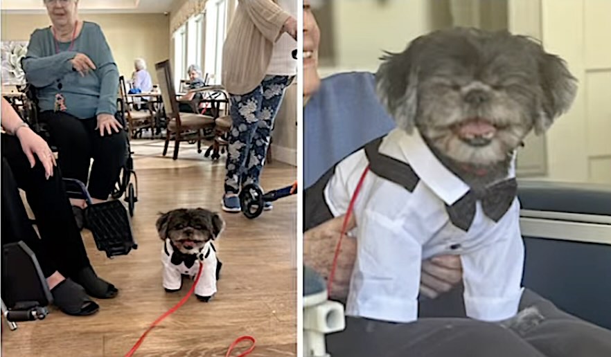 Mangy Shih Tzu Wandering Streets Gets New Home As 75 Seniors In A Care Home Unite To Adopt Him (Look)