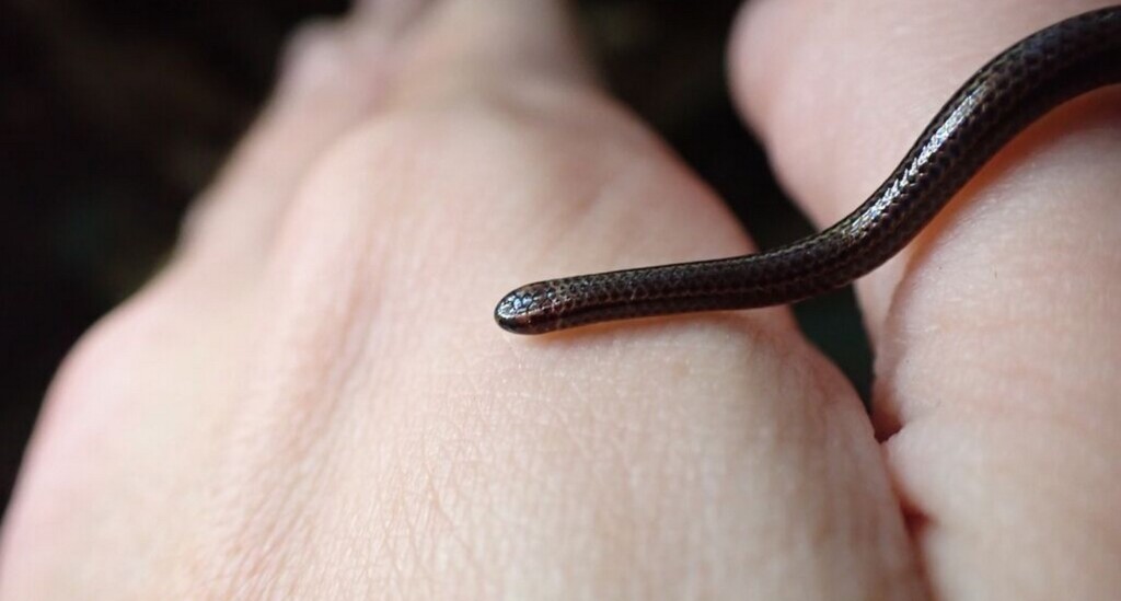 World’s Smallest Snake Rediscovered In Barbados After 20 Years
