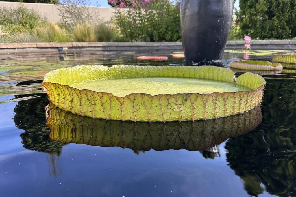 Botanic Gardens Film Giant Lily Pads Holding Over 180 Lbs. In Annual ‘Water Lily Weigh Off’