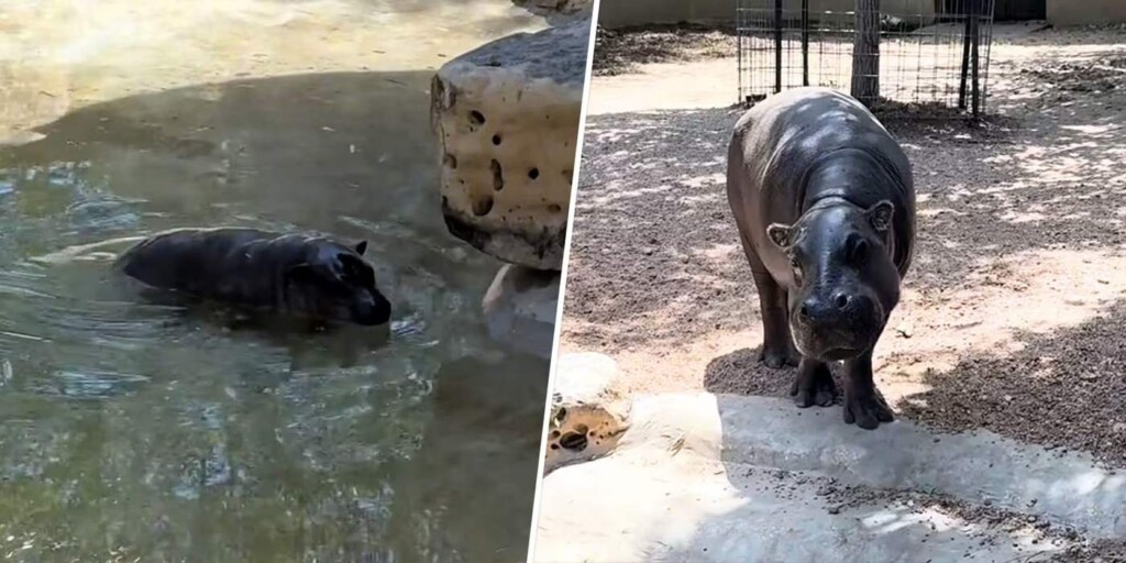 Recalcitrant Baby Hippo Refuses To Leave The Pool Unless It Sees A ‘Mom Stare’ – (Watch)