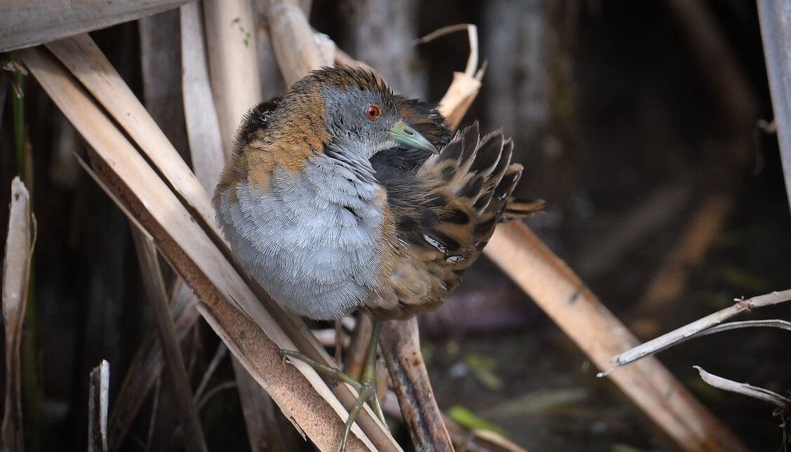 A Melbourne Sewage Farm Has Become a Haven for 300 Species of Birds