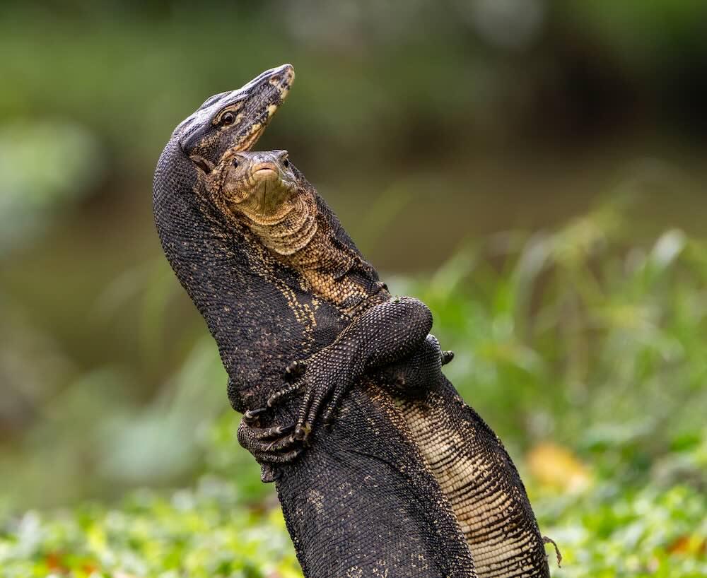 Comedy Wildlife Contest Unveils Wonderful Photo Finalists To Make Everyone Smile