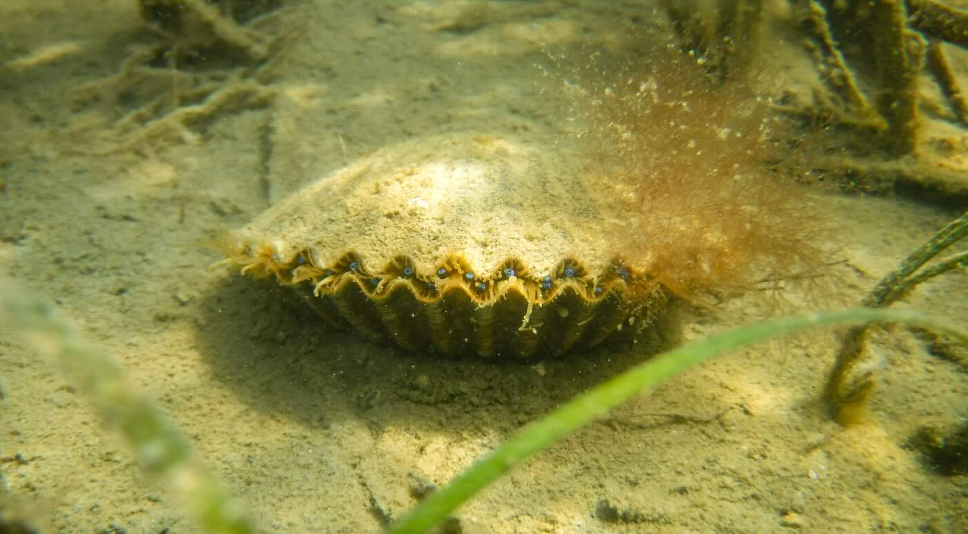 Locally Extinct For A Century, Bay Scallops Thriving Again On Virginia Shore Of Chesapeake Bay