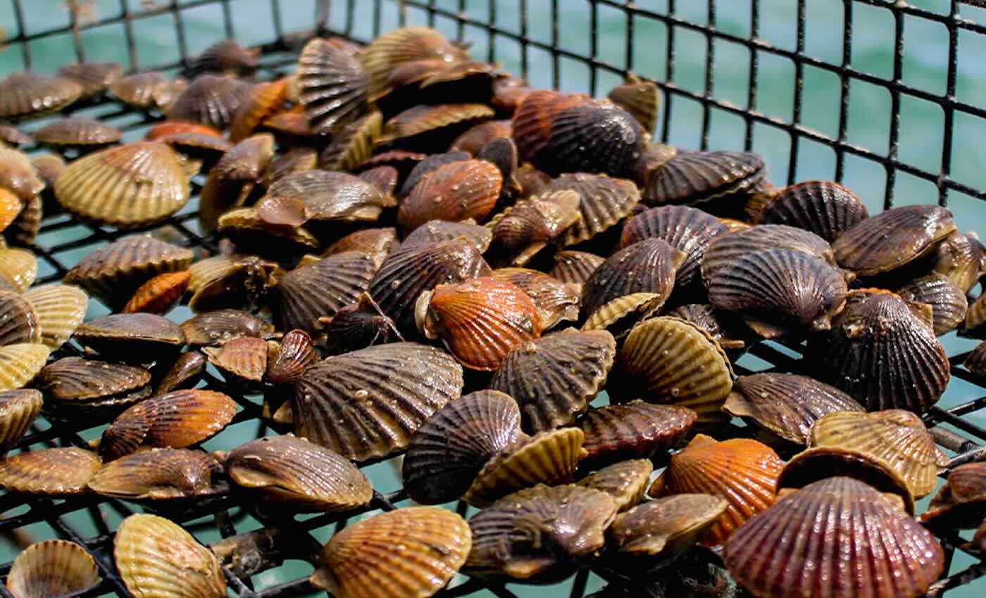Locally Extinct For A Century, Bay Scallops Thriving Again On Virginia Shore Of Chesapeake Bay