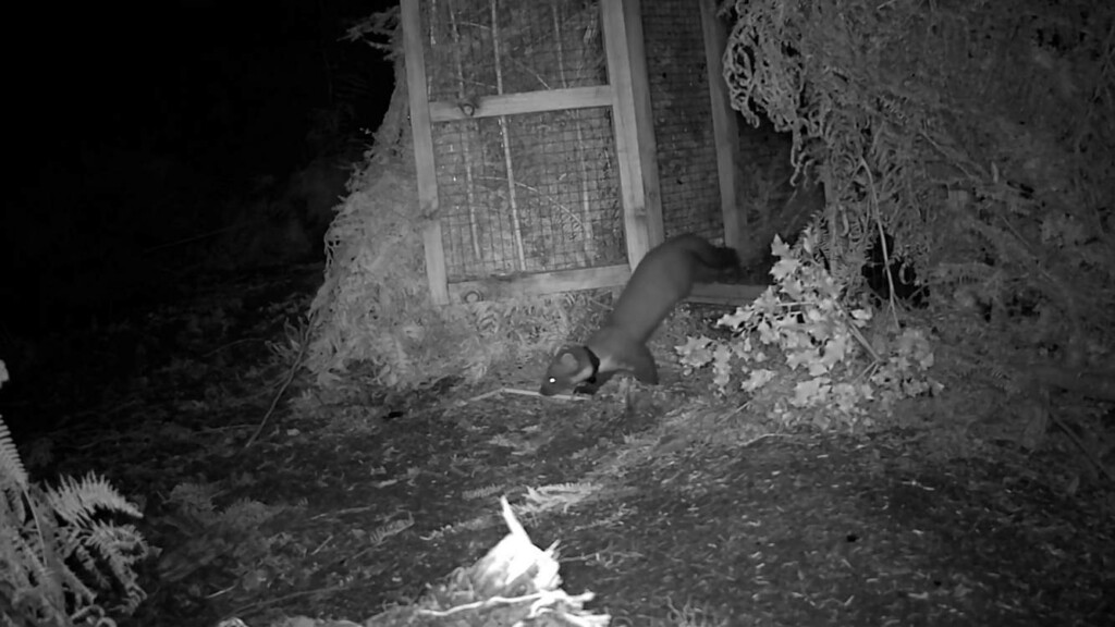 Pine Martens Released Into Wilds Of Exmoor National Park For First Time In 100 Years