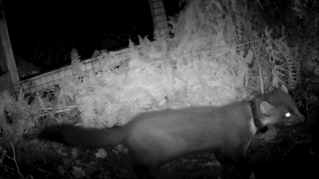 Pine Martens Released Into Wilds Of Exmoor National Park For First Time In 100 Years