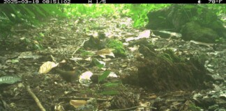Endangered Palau Ground Doves are Thriving After Restoration Effort