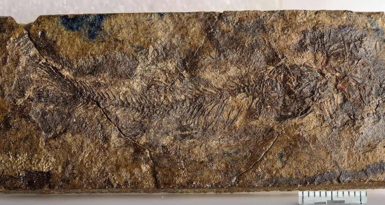 Tiny Prehistoric Fish Fossil Rewrites Evolution With Clues for Mysterious Origins of Catfish and Carp