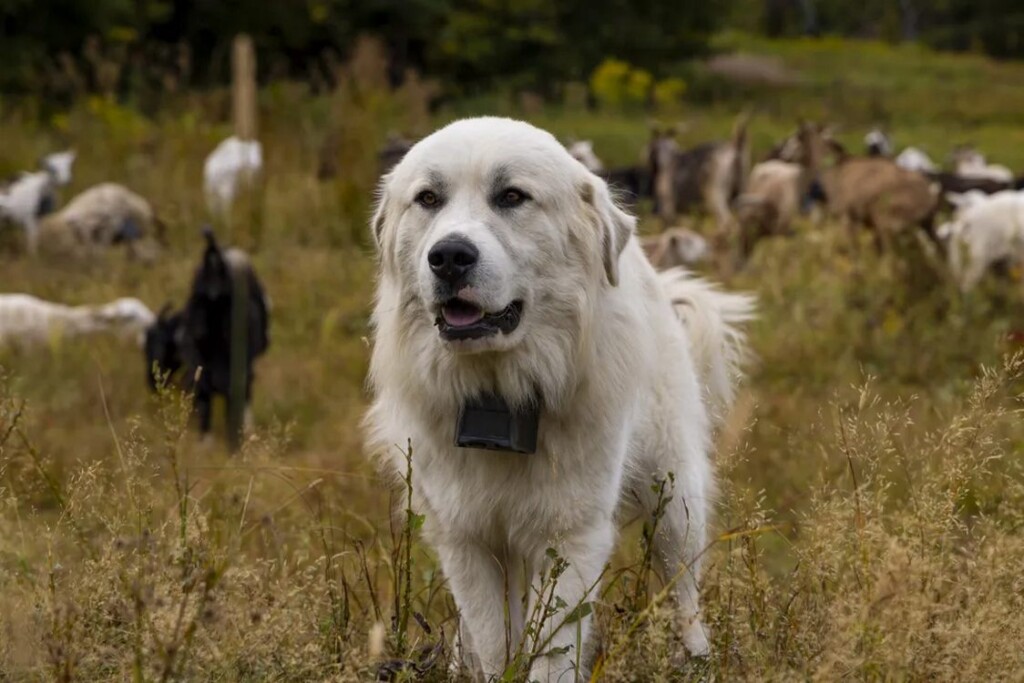 Flock Of Goats Hits The Slopes Of Vermont Ski Resort As Eco-Friendly Landscaping Option &ndash; Watch