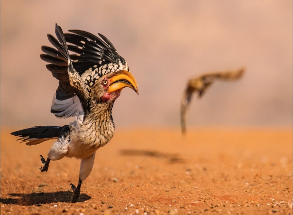 Comedy Wildlife Contest Unveils Wonderful Photo Finalists To Make Everyone Smile
