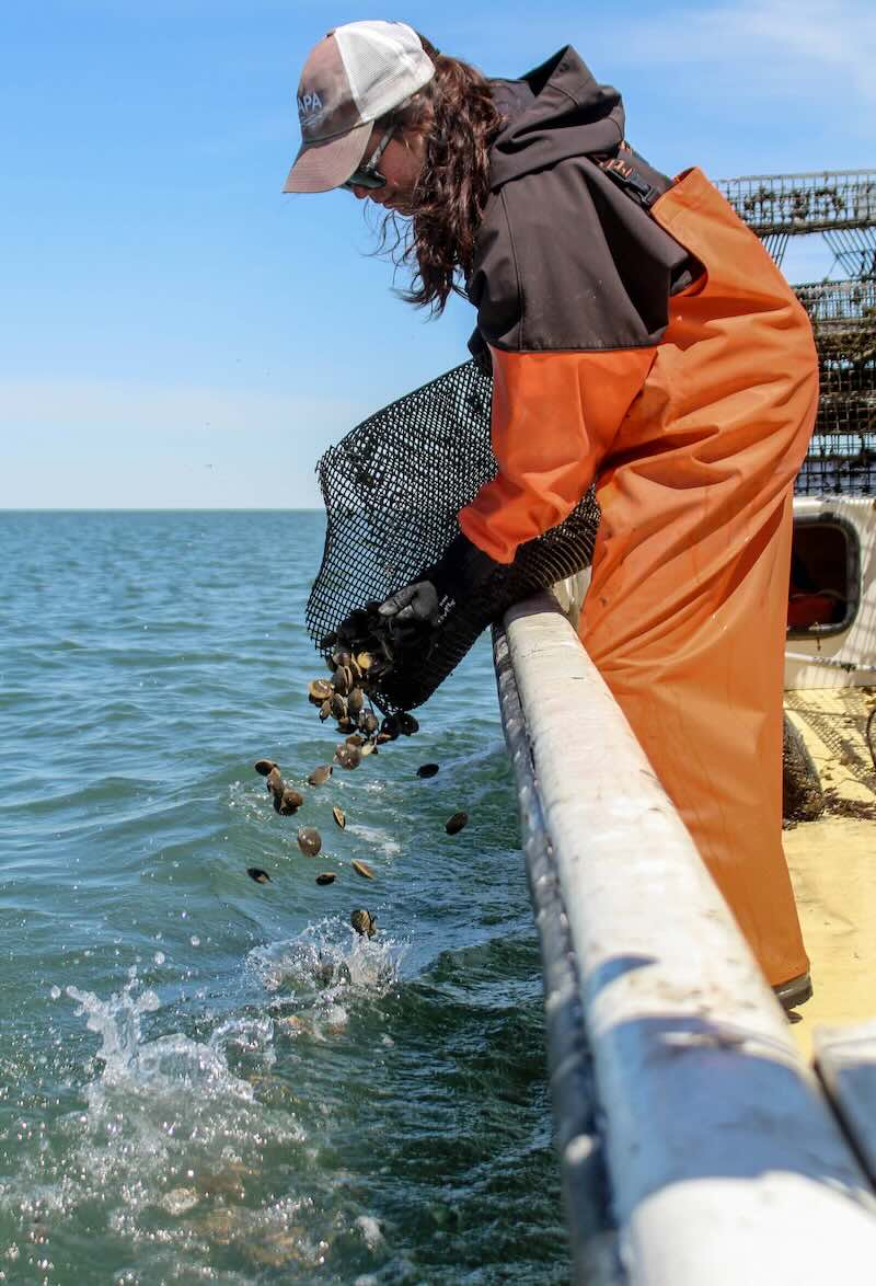 Locally Extinct For A Century, Bay Scallops Thriving Again On Virginia Shore Of Chesapeake Bay