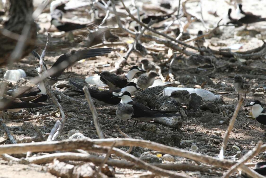 Marshall Islands Experience Explosion Of Wildlife One Year After Invasive Rats Were Removed