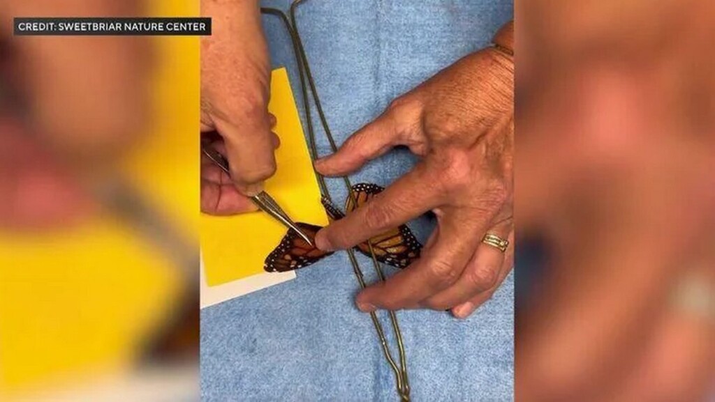 Emergency Butterfly Wing Transplant Is A Success Watched By Millions On Social Media