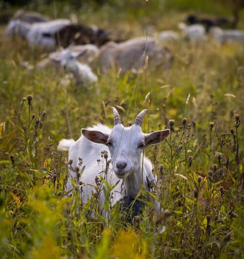 Flock Of Goats Hits The Slopes Of Vermont Ski Resort As Eco-Friendly Landscaping Option – Watch