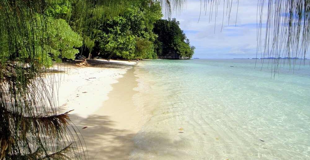 Endangered Palau Ground Doves Thriving After Restoration Effort