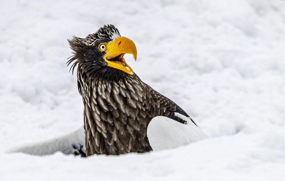 Comedy Wildlife Contest Unveils Wonderful Photo Finalists To Make Everyone Smile