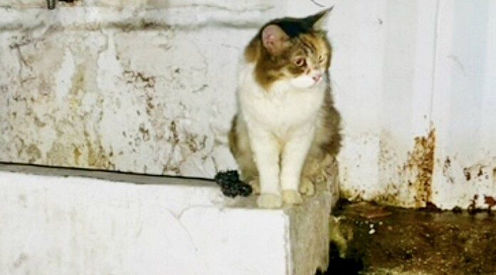 credit - Chiku Singh / SWNS