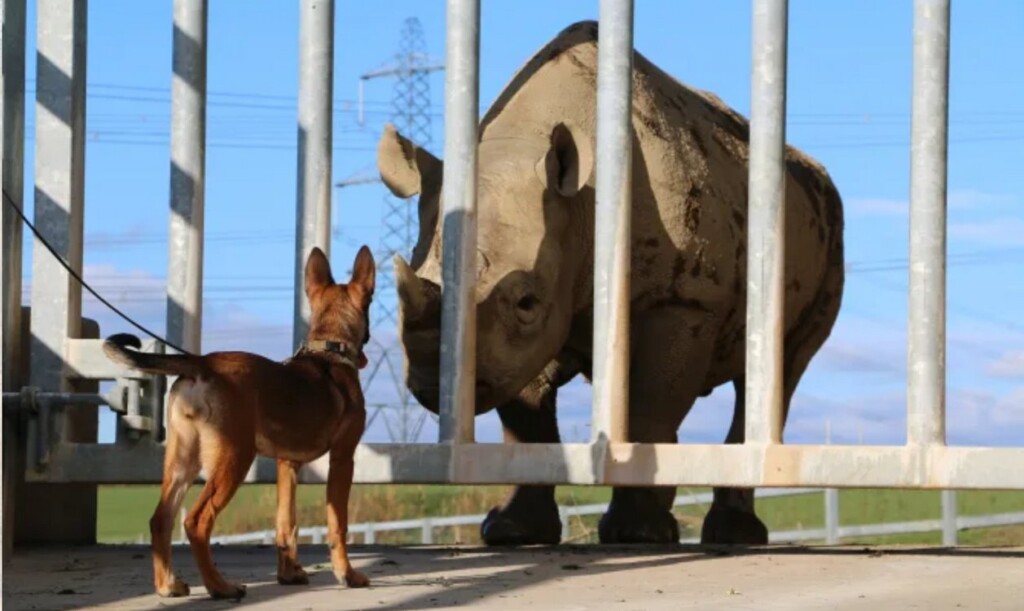 Meet The Welsh Puppies Stopping Wildlife Poachers In Africa