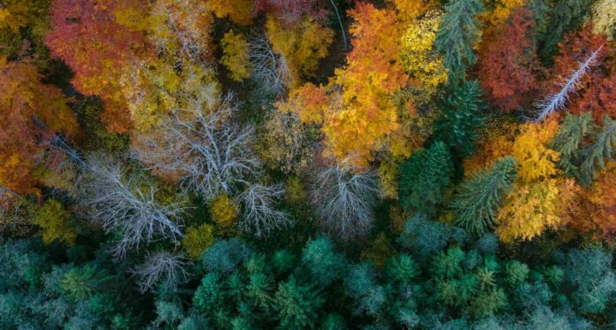 4 seasons in Autumn trees forest in Fall By Daniel Mirlea for Unsplash+ lGVjtHI4gmA