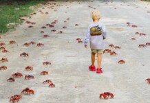 Residents Need Patience and ‘a Rake’ to Enjoy the 200 Million Migrating Crabs on Christmas Island