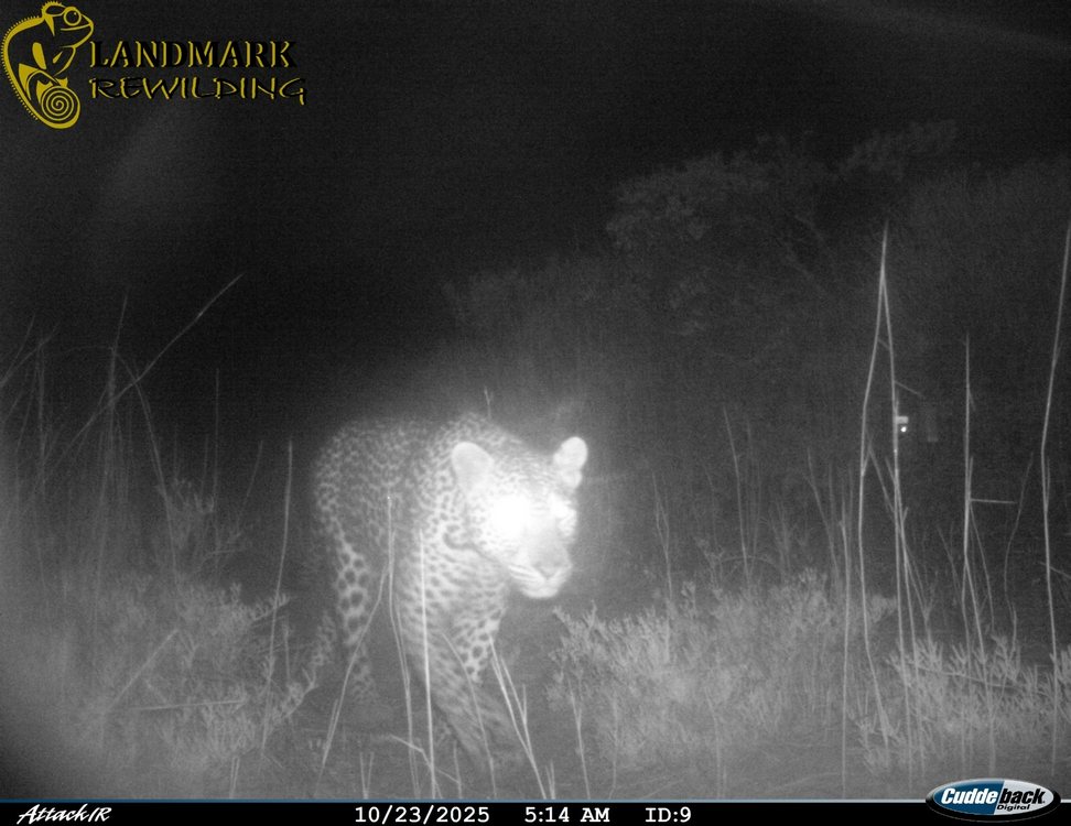 Western South Africa Sees Leopards Returning to Ancestral Habitat After 170 Years