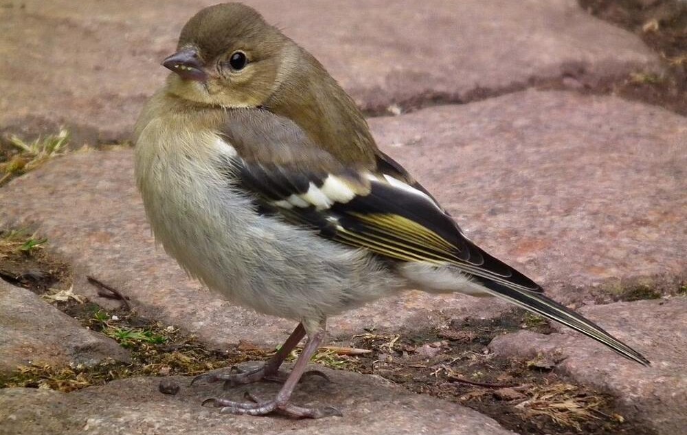 Birds Start To Show Signs Of Recovery After Bee-Harming Pesticide Ban In The Eu