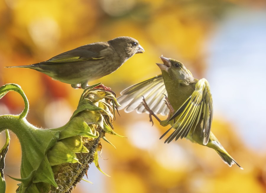 Birds Feast On Sunflower Seeds In Perfect Autumnal Scene Captured From Kitchen Window