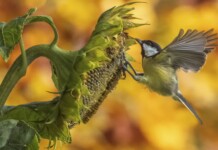 Birds Feast on Sunflower Seeds in Perfect Autumnal Scene Captured From Kitchen Window