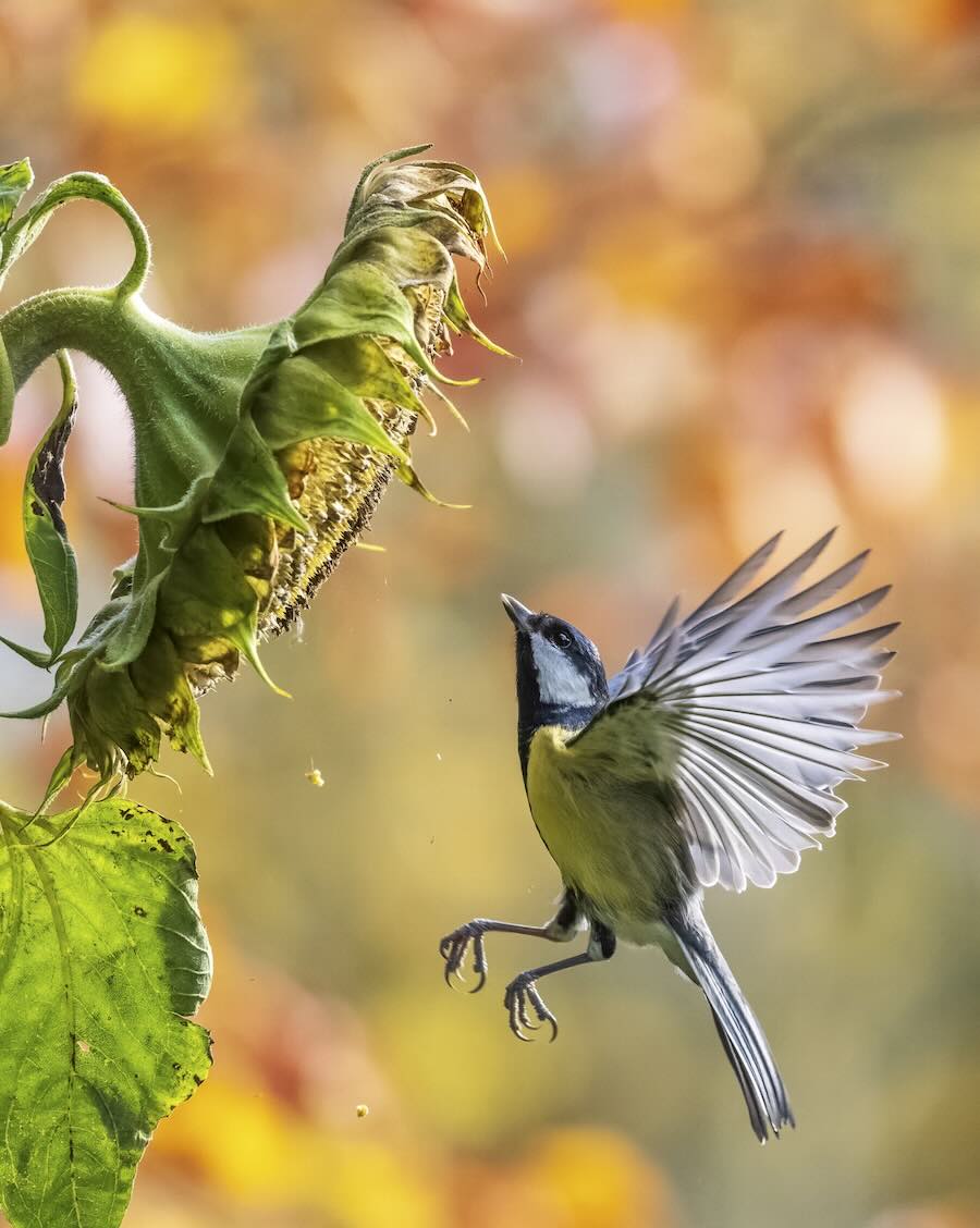 Birds Feast On Sunflower Seeds In Perfect Autumnal Scene Captured From Kitchen Window