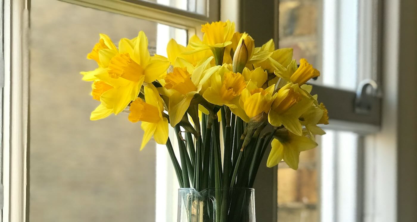 Husband’s Bouquet Arrived After His Death, Now His Wife Has Lined An Entire Street With Daffodils As A Memorial