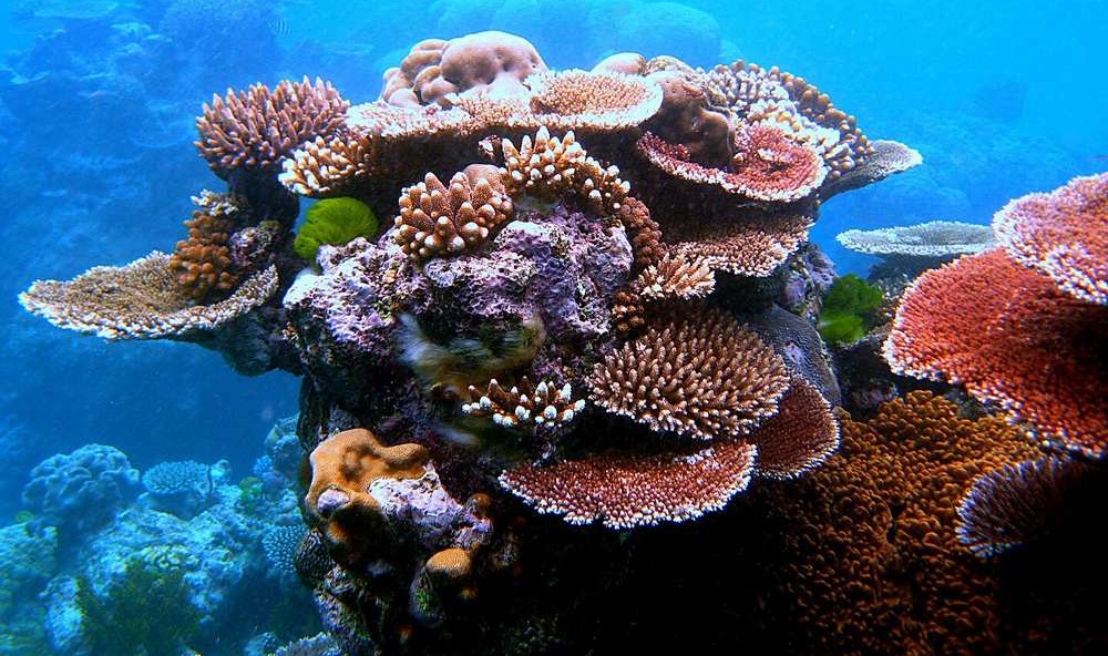 AI-Guided Robot Plants ‘Baby Corals’ Across the Great Barrier Reef – Good News Network