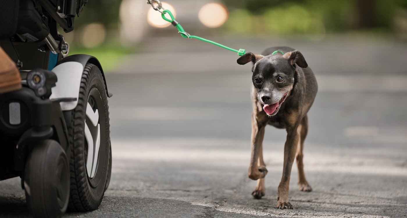 Pet Company Is Granting Your Wishes–Starting With A Leash For Als Patient To Walk Her Dog From A Wheelchair