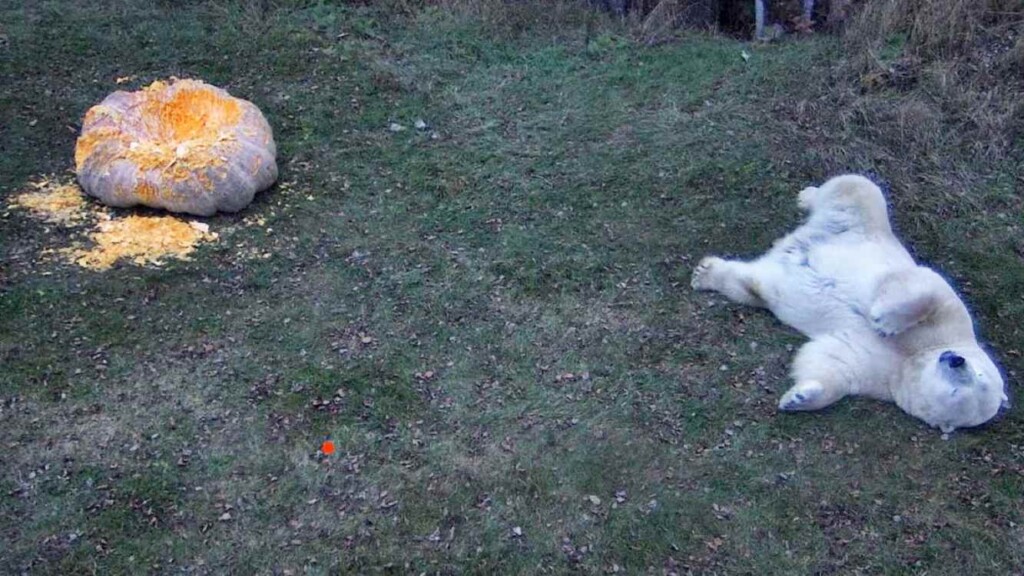Polar Bear Gleefully Eating A 1,400-Pound Pumpkin Donated For His Dinner Is A Sight To Behold