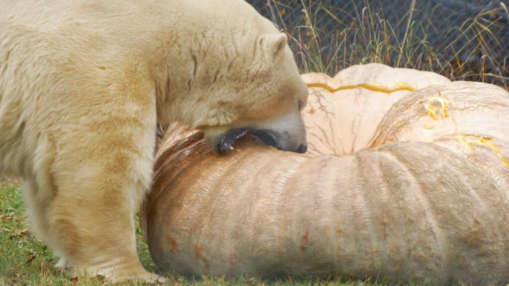 Polar Bear Gleefully Eating A 1,400-Pound Pumpkin Donated For His Dinner Is A Sight To Behold