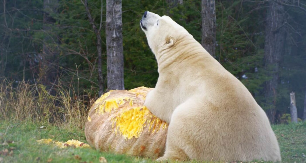 Photo-courtesy-of-Cochrane-Polar-Bear-Habitat-1068x572.jpg