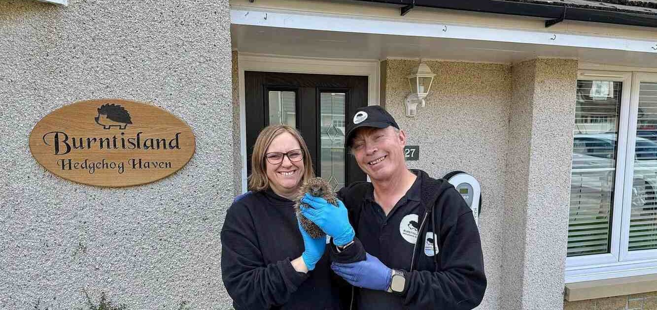 Couple Converts Their Home into 'Hedgehog Haven' to Rehabilitate Over 500 Spiky Critters
