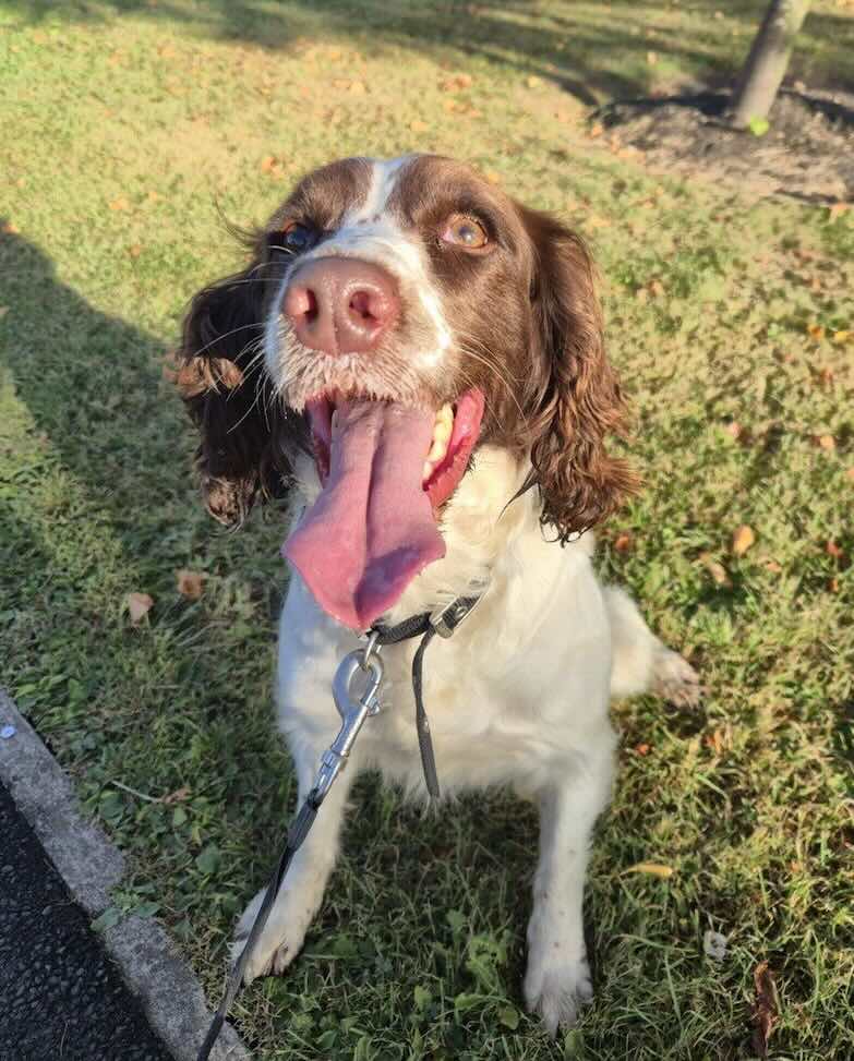 Dogs Rescued From &lsquo;Squalid&rsquo; House Are Being Retrained As Police Sniffer K-9S