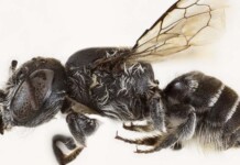 Scientist Discovers New Bee Species with ‘Devil-like’ Horns–Names Her ‘Lucifer’