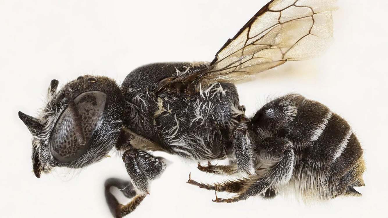 Scientist Discovers New Bee Species with ‘Devil-like’ Horns–Names Her ‘Lucifer’