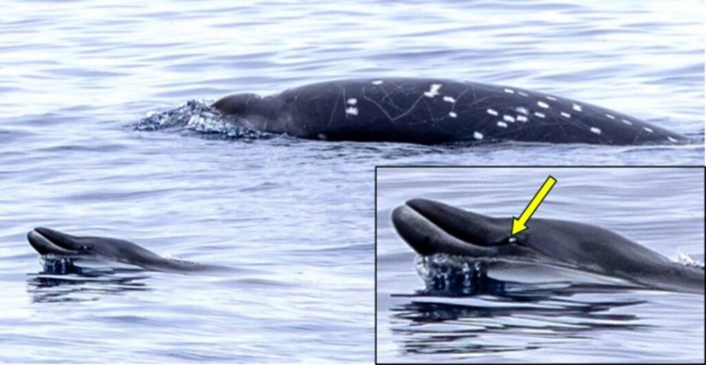 These Rare Whales Had Never Been Seen Alive, Then Scientists Saw Two Near California