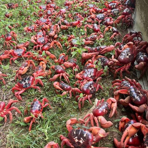 Residents Need Patience And &lsquo;A Rake&rsquo; To Enjoy The 200 Million Migrating Crabs On Christmas Island