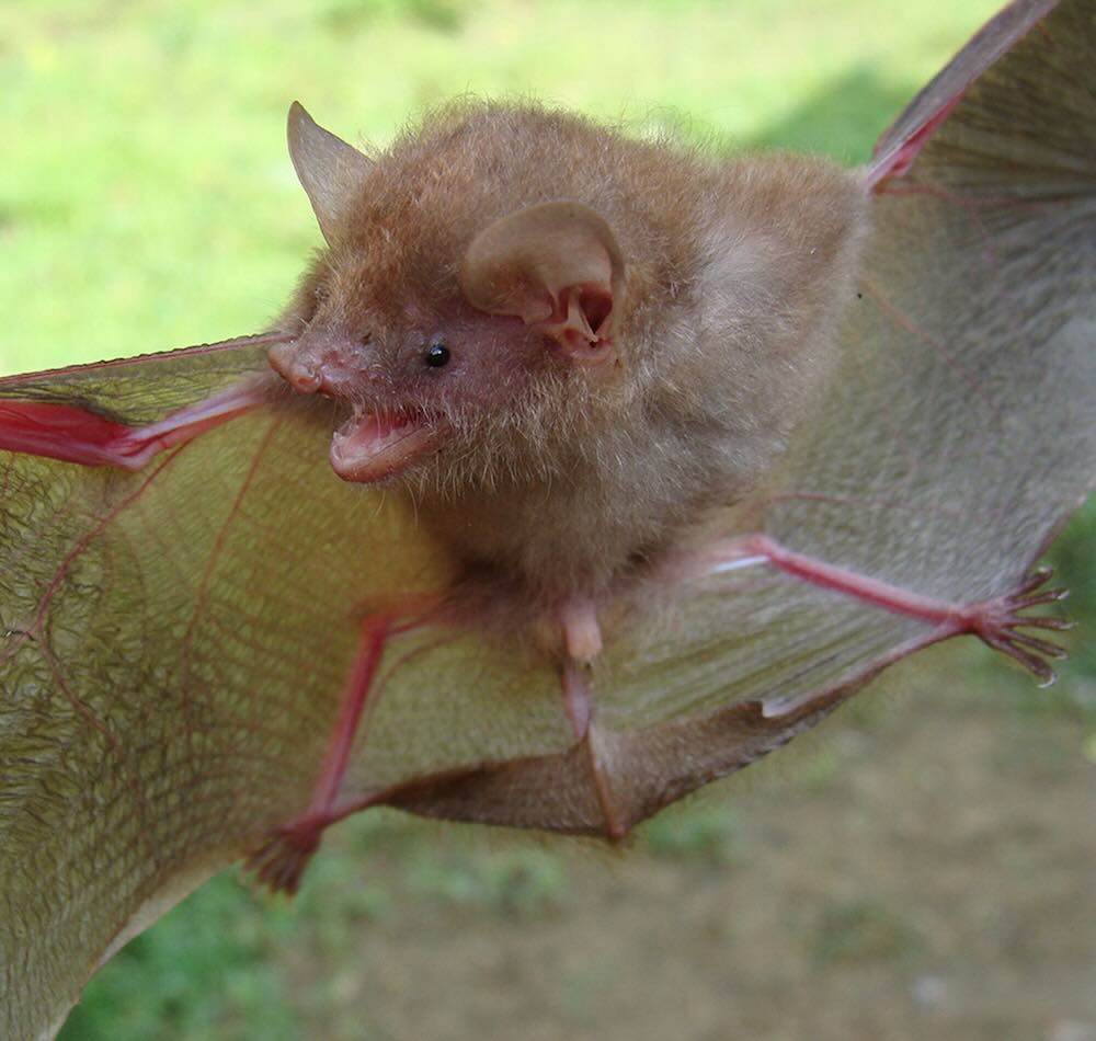 Six New Species Of Bats Discovered &ndash; Just In Time For Halloween