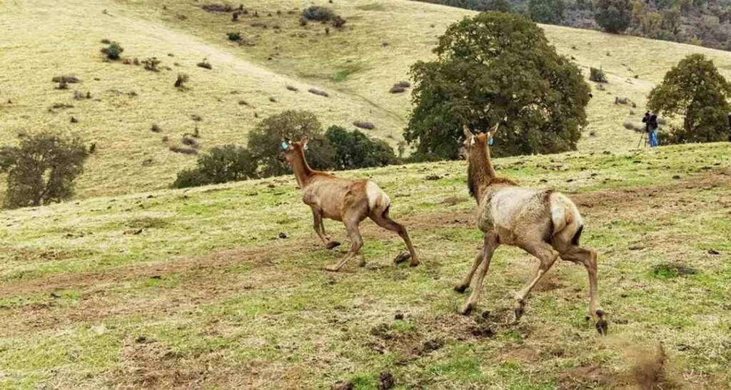 Tribe Releases Native Elk Back Onto 17,000 Sacred Sierra Nevada Acres