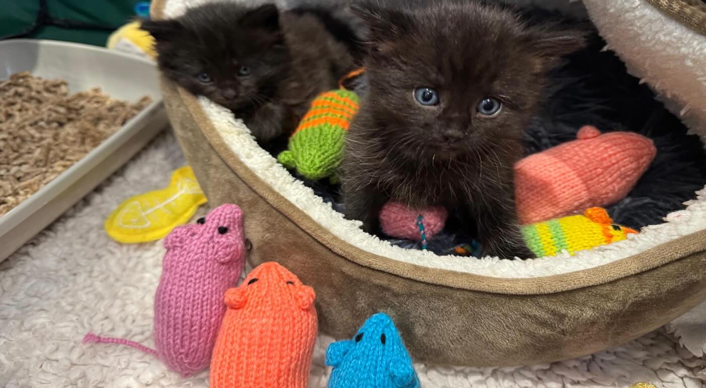 46,000 Knitted Mice Donated to Rescue Cats Setting Guinness World Record for Crafting Community