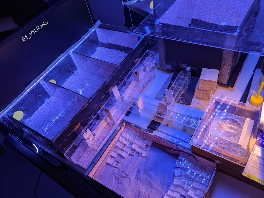 Bumblebees Have Learned To Read Simple Morse Code&ndash;An Ability Seen Only In Humans And Vertebrates