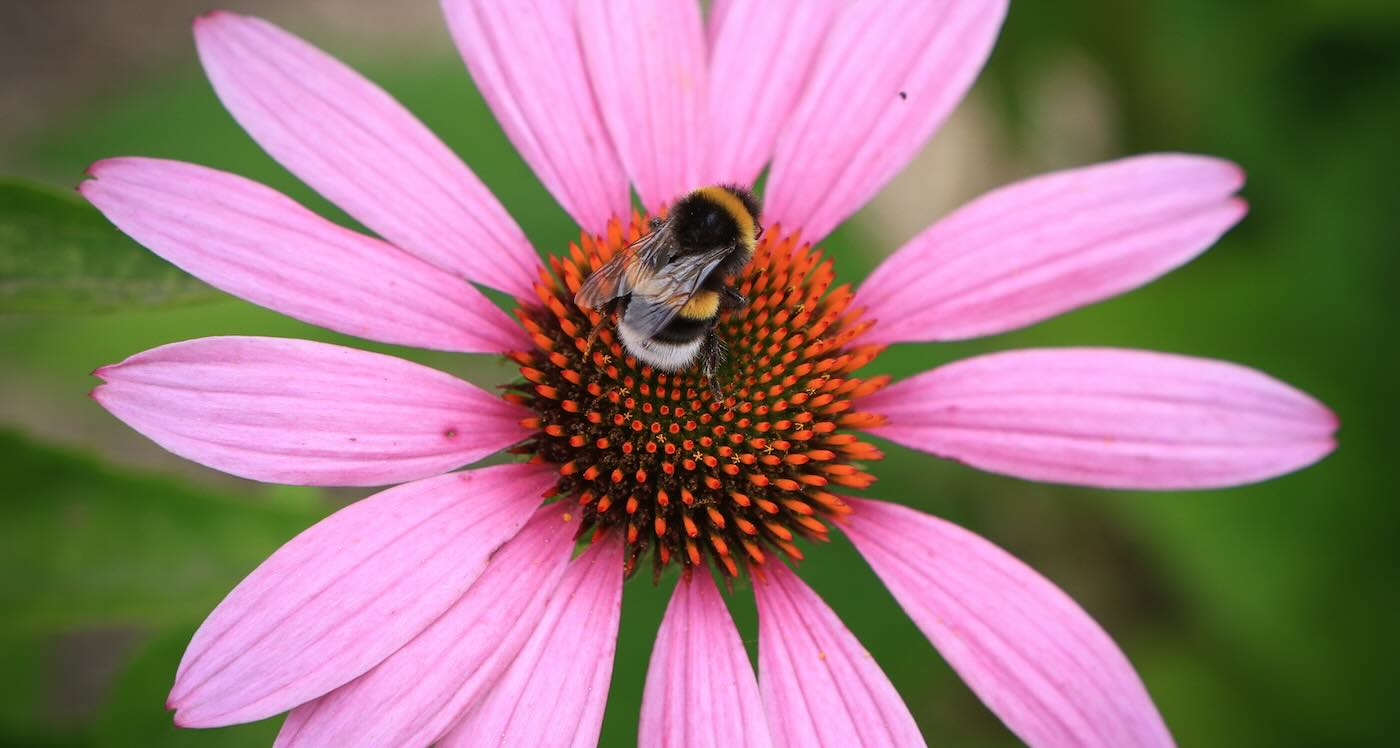 Bumblebees Have Learned To Read Simple Morse Code–An Ability Seen Only In Humans And Vertebrates