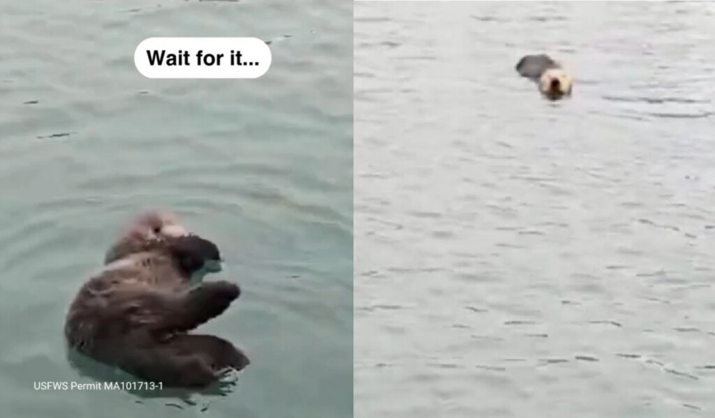 Baby Sea Otter Named Caterpillar Rescued Off Central California Coast