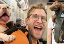 He Carries Shelter Dogs Around the City in a Backpack to Help Get them Adopted (WATCH)